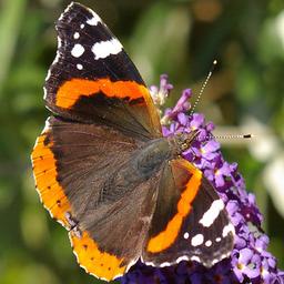 Ground truth training image